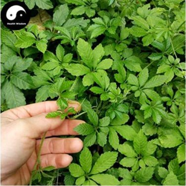 Fresh 100pcs Plant Herb Jiaogulan Grow Medicine Herbs Tea Seeds