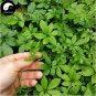 Fresh 100pcs Plant Herb Jiaogulan Grow Medicine Herbs Tea Seeds