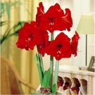 Fresh Amaryllis Red Lion 1 flower bulb Dia.2 3 cm