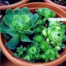 Fresh 100Pcs/Pack Greenovia Flowers Seeds Green Mountain Rose Succulent s Seed