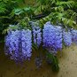 Fresh 20PCS ky Blue moon wisteria tree Seeds potted flower Seeds perennial ornamental