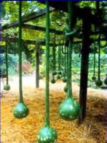 Fresh Extra Long Handle Dipper Gourd Seeds! 10 Seeds