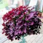 Fresh 100 Red Oxalis Wood sorrel Flower Oxalis Purple Shamrock Seeds