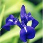 Fresh Iris Laevigata * Water Iris * Kakitsubata * Aqua Flower * Fresh Seeds * DL443C