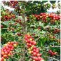 Fresh Heirloom Colorful Coffee Bean Plants 10 + Seeds