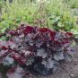 Fresh Heuchera Seeds DL417C