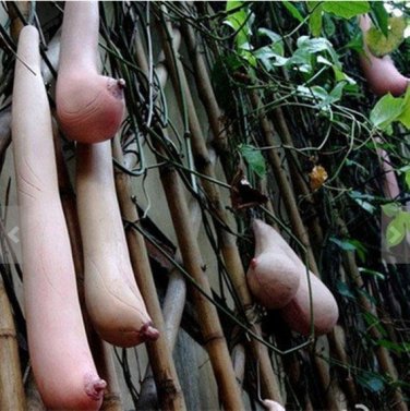 Fresh 20/50/100PCS Melon seeds Vietnam milk as a woman s DL415C