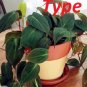 Fresh 100 philodendron Seeds