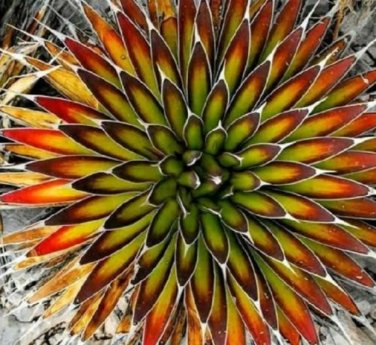 Fresh 5 pcs Agave macroacantha seeds