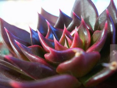 Fresh 10 ECHEVERIA affinis black seeds