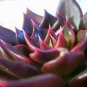Fresh 10 ECHEVERIA affinis black seeds