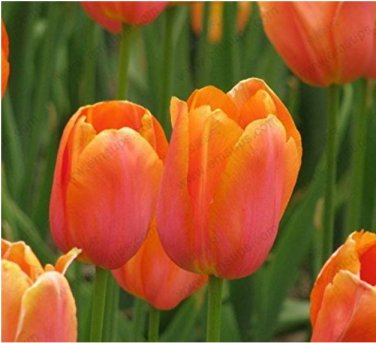 Fresh 100pcs/bag Orange Tulip Seeds