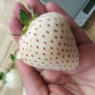 Fresh White Strawberry Seeds The Hottest Fruits in Japan 100PCS/pack