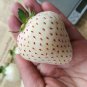 Fresh White Strawberry Seeds The Hottest Fruits in Japan 100PCS/pack