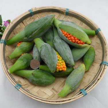 Fresh Alocasia Elephant Ear Seeds Taro Black Velvet (Alocasia reginula) 20PCS/pack