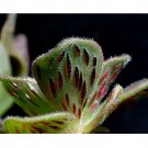 Fresh Aeonium smithii Succulent Plant Seeds Smith’s Giant Houseleek 20PCS/pack DL357C