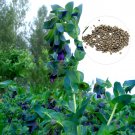 Fresh Honeywort Blue Shrimp Seeds Blue Wax Flowers Purpurascens Cerinthe Major 20 Pcs