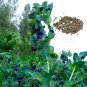 Fresh Honeywort Blue Shrimp Seeds Blue Wax Flowers Purpurascens Cerinthe Major 20 Pcs