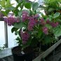 Fresh Medinilla Magnifica Seeds 30PCS Showy Medinilla Shrub Rose
