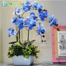 Fresh 100 Blue Butterfly Orchid Seeds