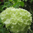 Fresh Light Green Hydrangea Flowers Seeds 120PCS