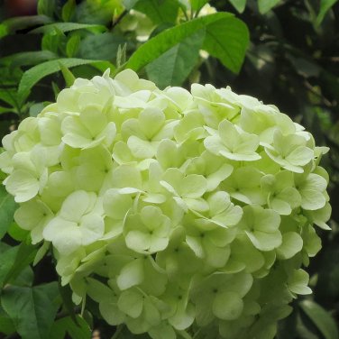 Fresh Light Green Hydrangea Flowers Seeds 120PCS