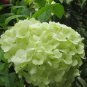 Fresh Light Green Hydrangea Flowers Seeds 120PCS
