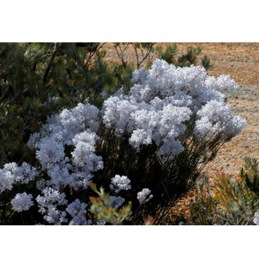 Fresh 3PCS Conospermum incurvum Plume smokebush Seeds