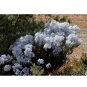 Fresh 3PCS Conospermum incurvum Plume smokebush Seeds