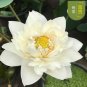 Fresh Heirloom Colorful Lotus Seeds 10PCS