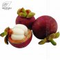 Fresh 50Pcs/Pack Mangosteen Seeds Tropical Sour Sweet Fruit Seeds Garden s Tree