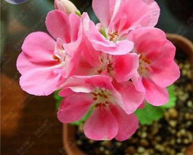 Fresh BELLFARM Geranium Peach Pink Red Compact Single Petals Flowers Seeds