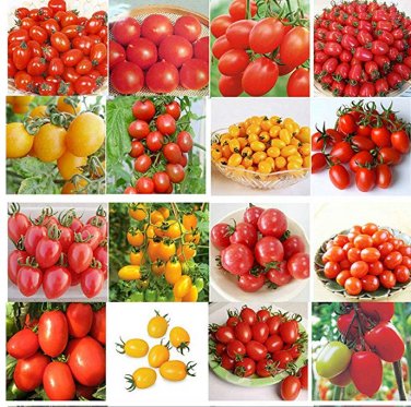 Fresh 200pcs 24 KINDS Tomoto Seeds mixed packed Purple Black Red Yellow Green