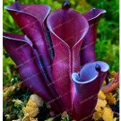 Fresh 100 Seeds Heliamphora minor Seeds Carnivorous s Seeds s SeedsHome Lithops