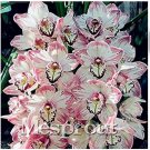 Fresh 100 Seeds Cymbidium orchid Cymbidium seeds plant