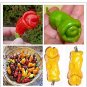 Fresh Chill Red Peter Pepper Seeds 200pcs Vegetables Fruit Seeds (Pepper Mix)