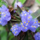 Fresh 2pcs Cyanotis arachnoidea C.B.Clarke Seeds purple blue perennial s flowers