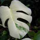 Fresh Palm Tree Turtle Leaves Monstera Variegated Seeds Tree Mixed color Ornamental