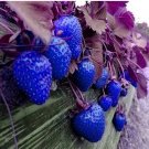Fresh 500Pcs Blue Strawberry Seeds