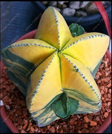 Fresh 10pcs Astrophytum ornatum Rare Succulent Seeds 100% Genuine Variety