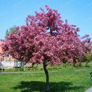 Fresh 200 PCS Senior Paulownia Seed 4 Different Color Flowering Plants