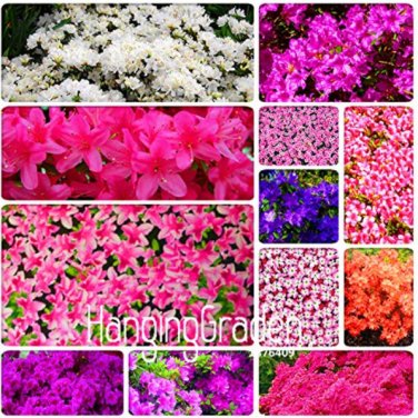 Fresh 100 Mixed Japanese azalea seeds (Rhododendron lateritium Planch)