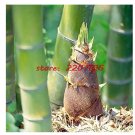 Fresh 40/100 seeds Giant Whole Large Phyllostachys pubescens moso bamboo seeds