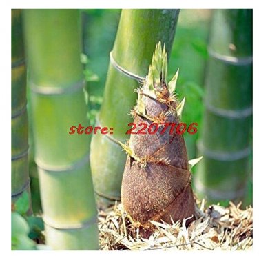 Fresh 40/100 seeds Giant Whole Large Phyllostachys pubescens moso bamboo seeds