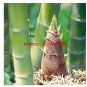 Fresh 40/100 seeds Giant Whole Large Phyllostachys pubescens moso bamboo seeds