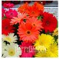 Fresh 100 Seeds A Bag Sale! Gerbera Daisy Hybrids Mix Flower Seeds Seeds
