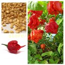 Fresh 200 pcs ghost pepper chili seeds vegetable Red Carolina Pepper Seeds ( chilli )