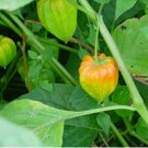 Fresh 100pcs Physalis Peruviana Delicious Fruit Golden Berry Seeds