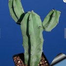 Fresh 5PCS MYRTILLOCACTUS geometrizans seeds