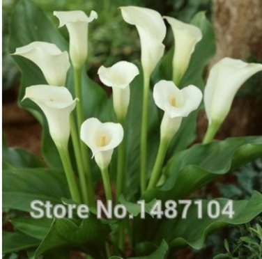 Fresh 50PCS Cream White Calla Lily Seeds (Zantedeschia aethiopica)